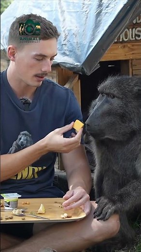 Unveiling the World of Baboons: Behavior, Habitat, and Fascinating Facts!