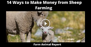 13 Ways To Make Money From Sheep Farming **$$$$**
