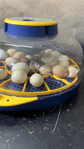 Wonderful automatic mini egg incubator | Mian Inventions