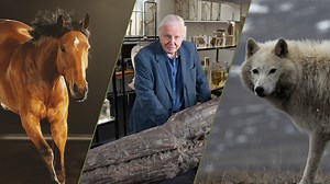 What’s Streaming Right Now | PBS NATURE