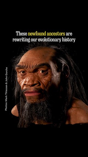 It's long been believed that modern humans followed a relatively straight path of evolutionary progress. But discoveries of new bone fragments and fossils around the world, alongside breakthroughs in DNA analysis, reveal a much more complex picture. Paleontologists now believe that early Homo sapiens shared the Earth and mated with a surprising variety of previously unknown human species. In this timelapse, paleoartist John Gurche meticulously constructs a model of a recently discovered hominin—