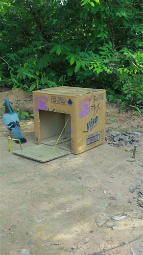 Paper box pigeon trap DIY #shortvideo #youtubevideos #shorts