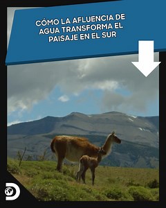 70K views · 2.6K reactions | La llegada de agua en las frías tierras del Sur provoca un renacer de la vida. El puma, emblema de estas montañas, refleja una historia tan antigua como el paisaje que lo rodea.  #MisteriosDeNuestroPlaneta | Discovery Latinoamérica | Facebook