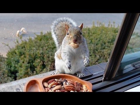 Squirrel's adorable reaction when she hears her name