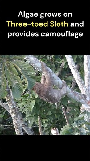 Three Toed Sloth - National Animal Of Costa Rica