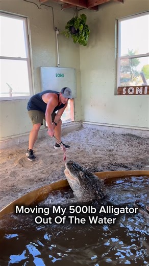Wildlife Educator | Animal YouTuber on Instagram: "How I Move My 500lb Alligator 😳🐊"
