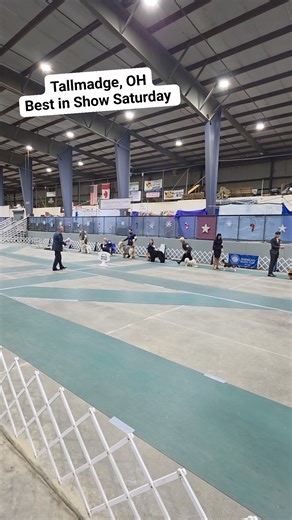 78K views · 1.4K reactions | Tallmadge, Ohio Best in Show Saturday #herding #nonsporting #dogshow #caninechronicle | The Canine Chronicle | Facebook
