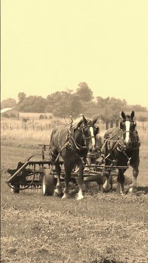 The Amish Way of Making Hay 🐎🐎🌾 Amish Farm Life