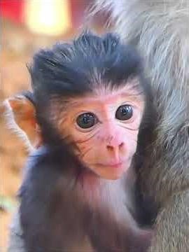 Adorable Wildlife, Baby Monkey Moments With Mom #babymonkeys #wildlifeentertainment #animals