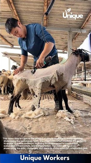 Sheep shearing construction: a sustainable infrastructure source with sheep maintenance