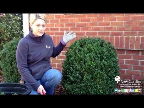 Pruning English Boxwoods