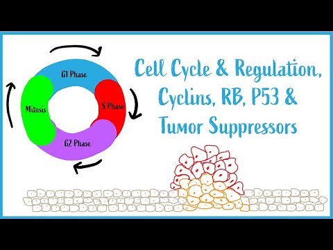 Cell Cycle & Regulation, Mitosis, Cyclins, RB, P53 & Tumor Suppressors (USMLE Esssentials)