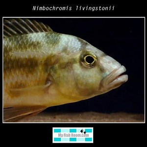 Nimbochromis livingstonii en My Fish Room | My Fish Room