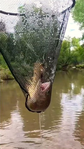 Scammers get scammed #fishing #trout #viral #fortnite