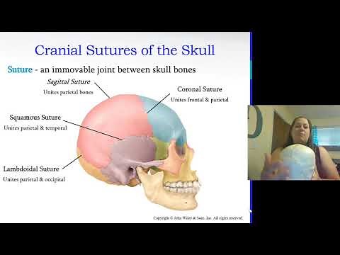 Axial Skeleton