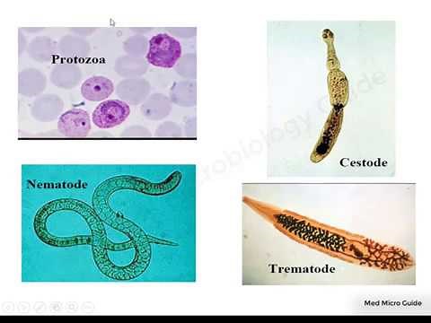 Introduction to Medical Parasitology lecture