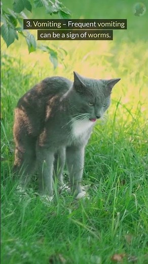 Warning! 7 Cat Worm Symptoms EVERY Owner Should Watch For