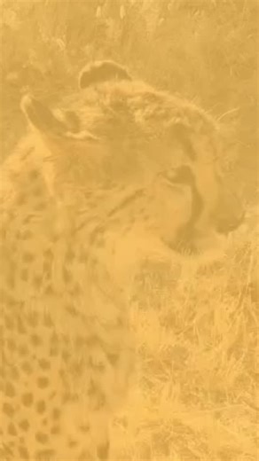 What word comes to mind when you think about cheetahs? “Speed” is probably one of them but what about the word “endangered”? Each year, more than 300 cheetah cubs are stolen from the wild to supply the illegal exotic pet trade. This International Cheetah Day, we’re working to change that. To reduce wildlife crime, we must address its root causes: poverty, lack of opportunity, and human–wildlife conflict in rural communities living alongside cheetah habitats. Through this project, we will: • Trai