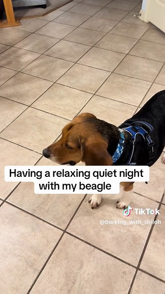 Beagle Howl: A Relaxing Night with My Dog