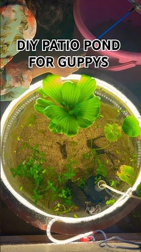 DIY Mini Balcony Pond - How to Build a Guppy Patio Pond