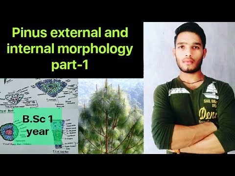 Pinus external and internal morphology part - 1/ Anatomy of pinus