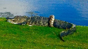 Alligator, Burmese python entangled on Florida golf course