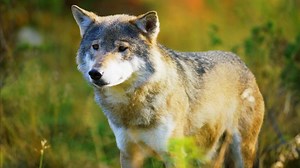 Into the History of Wolves