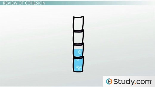 Xylem | Definition & Function