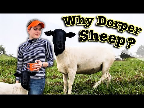 WHY DORPER SHEEP? | All About the Angus of the Sheep World