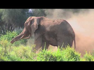 เพลงช้าง โอ้เจ้าช้างนั้นมันตัวใหญ่ เพลงเด็ก