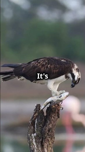 How an Osprey Hunts Fish (Nature Documentary)