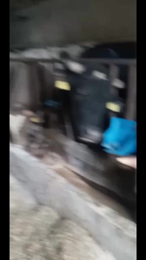 Cows Loading in a Livestock Trailer