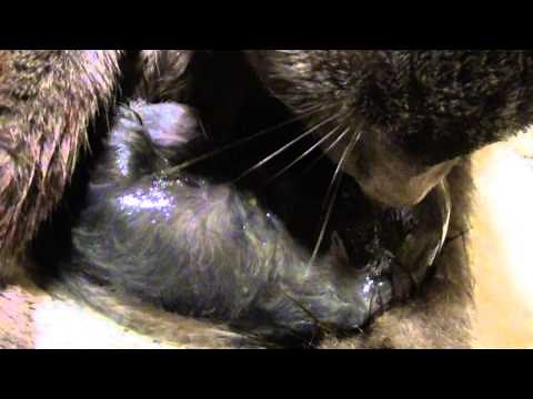 Kittens being Born