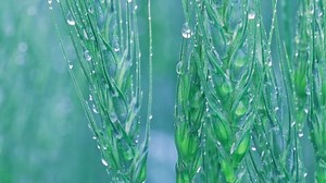 Leaves, Foliage, Plants, Rain