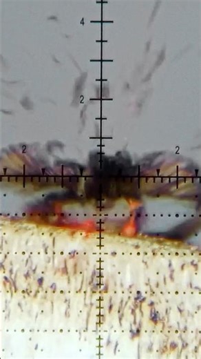 EXPLODING Bird... FX Airguns Impact Brings the Heat!