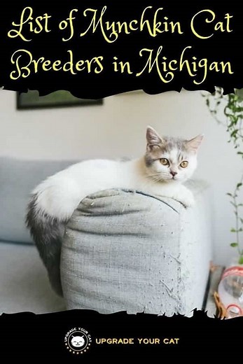 Munchkin Cat Breeders in Michigan | Kittens & Cats for Sale