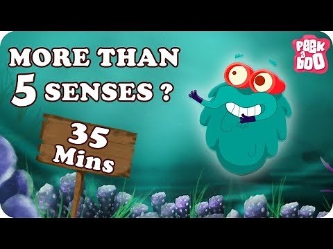 Best Learning Video for Kids | Fun Preschool Learning Videos for Kids | The Dr. Binocs Show