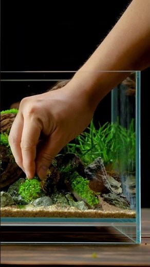 Betta Fish Nano Tank Tutorial- Shallow Low-Tech Natural Aquascape Tank, How to Set up Betta Aquarium