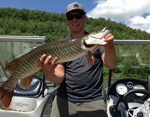 Tiger muskellunge - Alchetron, The Free Social Encyclopedia