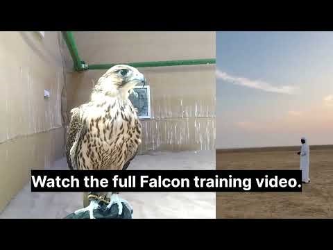 Complete Falcon Training: How we teach a falcon to hunt