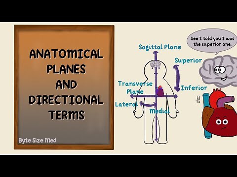 Anatomical Planes | Directional Terms | Anatomy Terms | Anatomy Doodles
