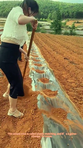 Farmers Use Plastic Mulch to Boost Crop Growth