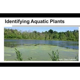 Identifying Aquatic Plants