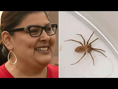 Highly venomous spider found in woman's ear