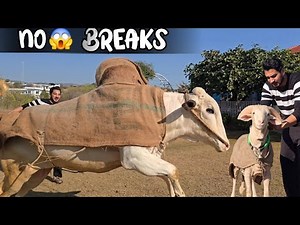 Dilraj ne tw aaj bht maza krwaya 😍 - New Entry Name decided 😎 - JNTV Vlogs