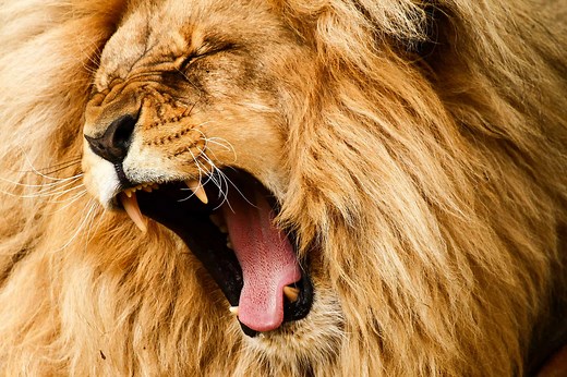 7 Sounds Lions Make and What They Mean