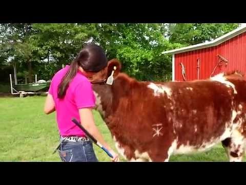 How To Prepare Your Livestock for Show Season