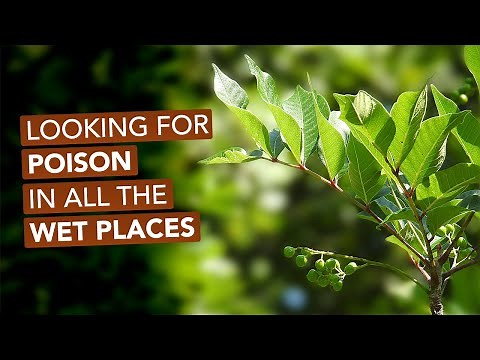 Poison Sumac — How To Identify & Locate