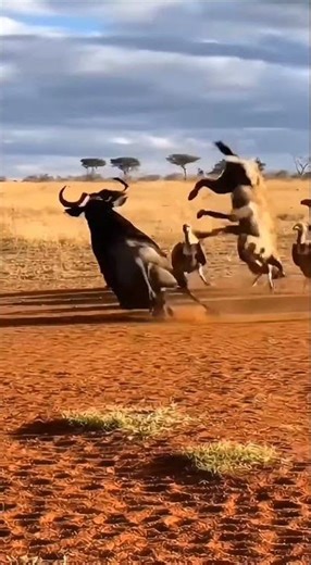 Wildebeest humiliating the heyna.