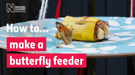 How to make a simple butterfly feeder | Natural History Museum